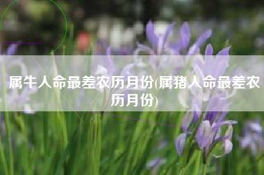 属牛人命最差农历月份