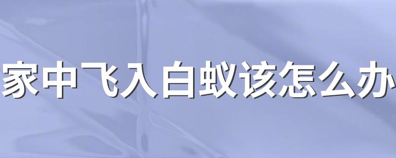 家中飞入白蚁该怎么办 室内发现白蚁怎么治