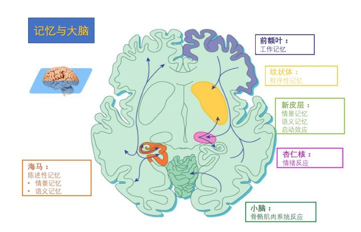 记忆的分类及其理论模型