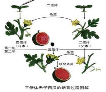 遗传变异——染色体变异