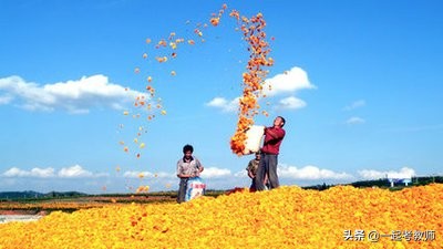 道德发展阶段论：皮亚杰的对偶故事法和科尔伯格的道德两难故事法