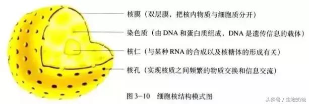 高中生物：细胞核知识点及简单拓展