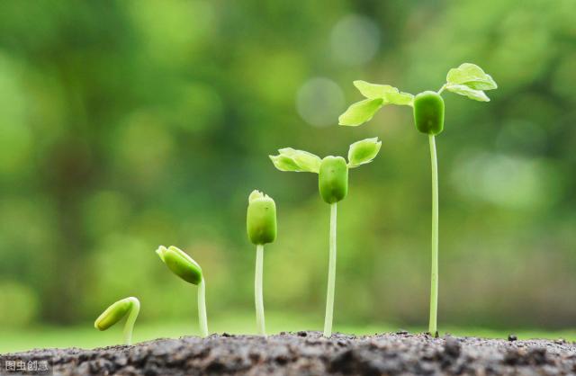 初中生物知识总结：生物圈中的绿色植物，很全建议看