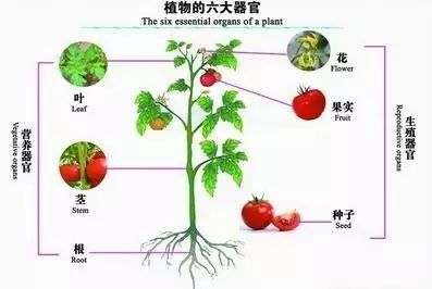 初中生物知识总结：生物圈中的绿色植物，很全建议看