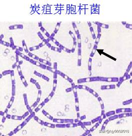 细菌的特殊结构