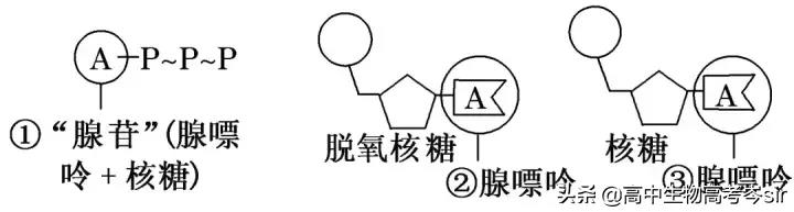 高中生物·ATP的结构和功能