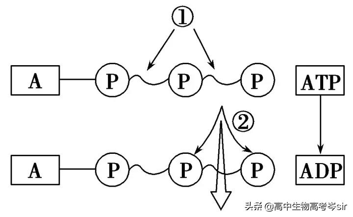 高中生物·ATP的结构和功能