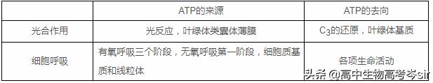 高中生物·ATP的结构和功能