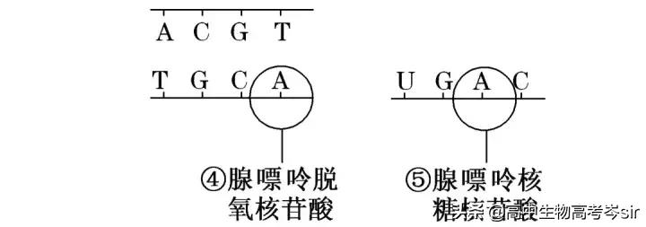 高中生物·ATP的结构和功能