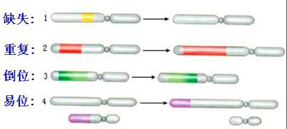 遗传变异——染色体变异