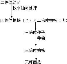 遗传变异——染色体变异