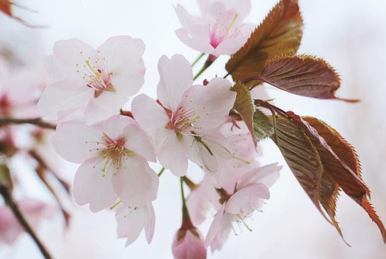 鸡鸣寺的樱花开了什么梗？