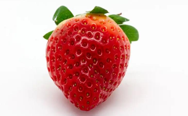 草莓一年能采摘几次