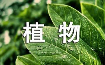 适合室内摆放的盆栽植物有哪些